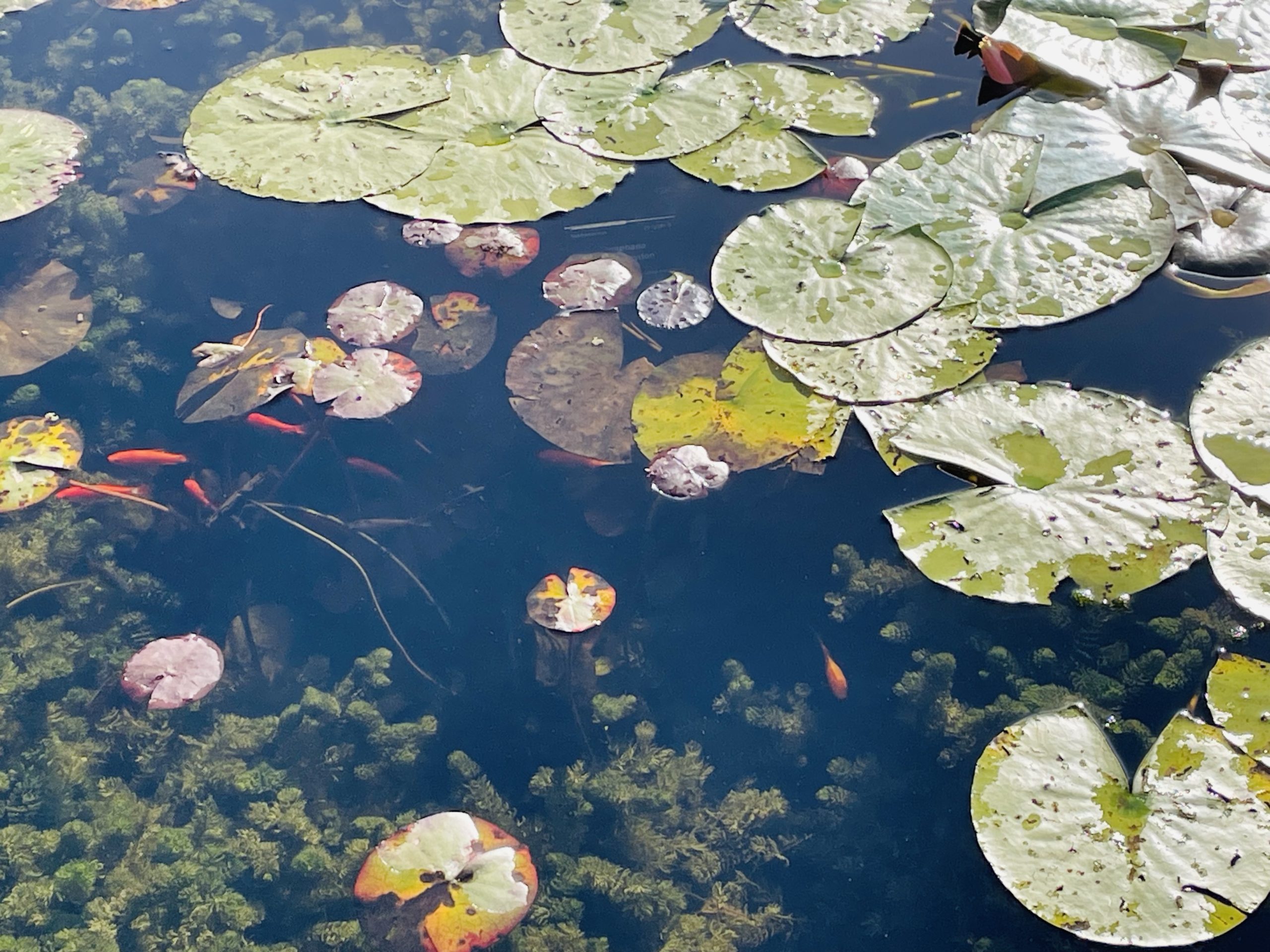 Lily pads on a pond with fish