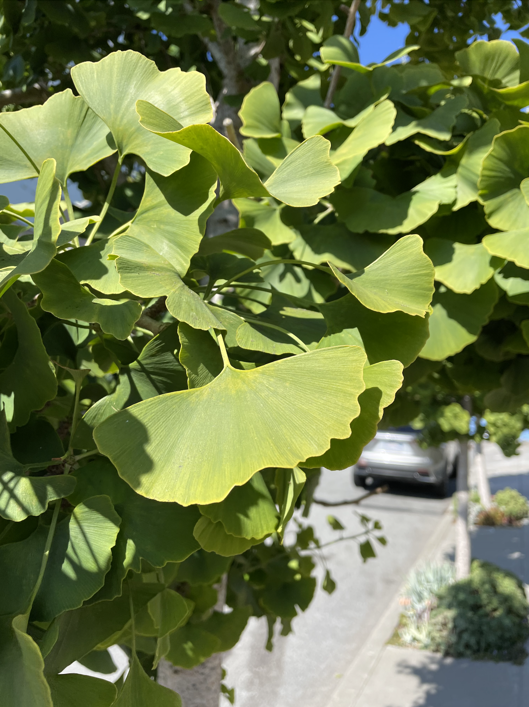 Green Sustainability Ginkgo Biloba leaf San Fransisco